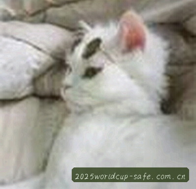 吴飞